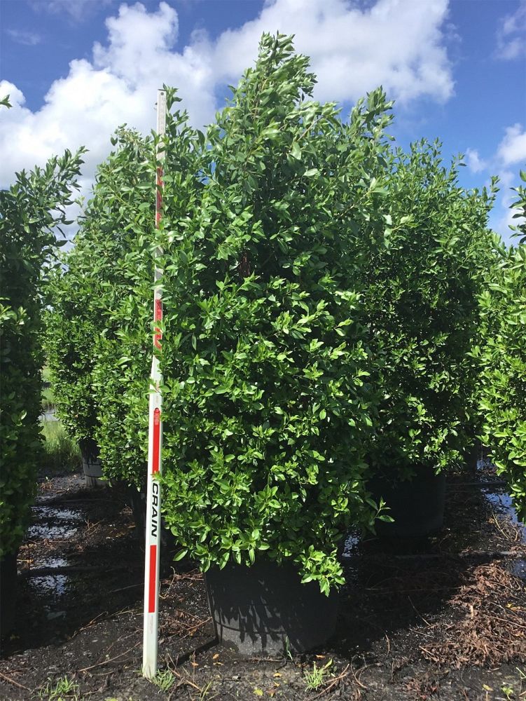 conocarpus-erectus-green-buttonwood
