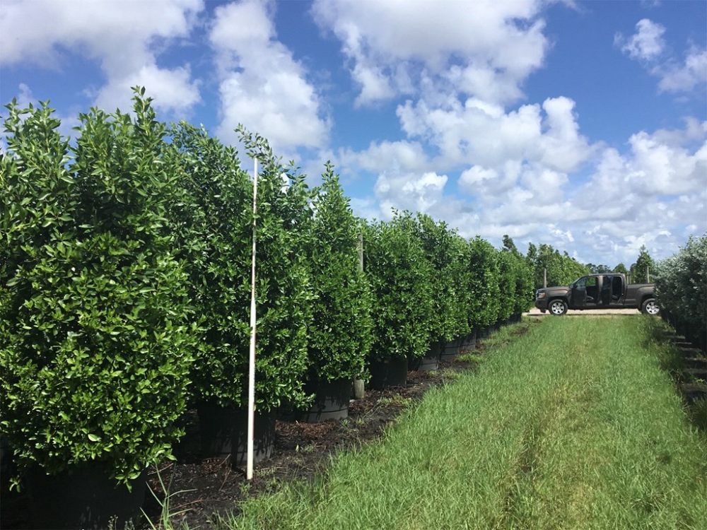 conocarpus-erectus-green-buttonwood