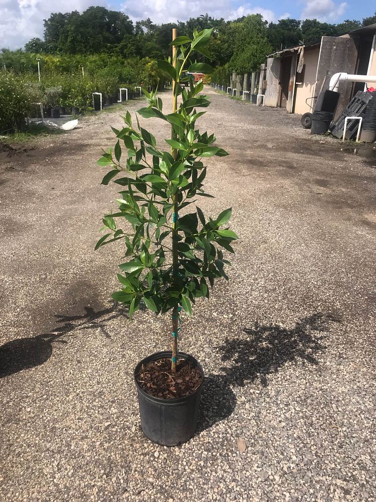 conocarpus-erectus-green-buttonwood
