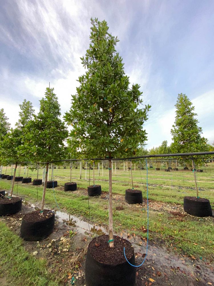 conocarpus-erectus-green-buttonwood