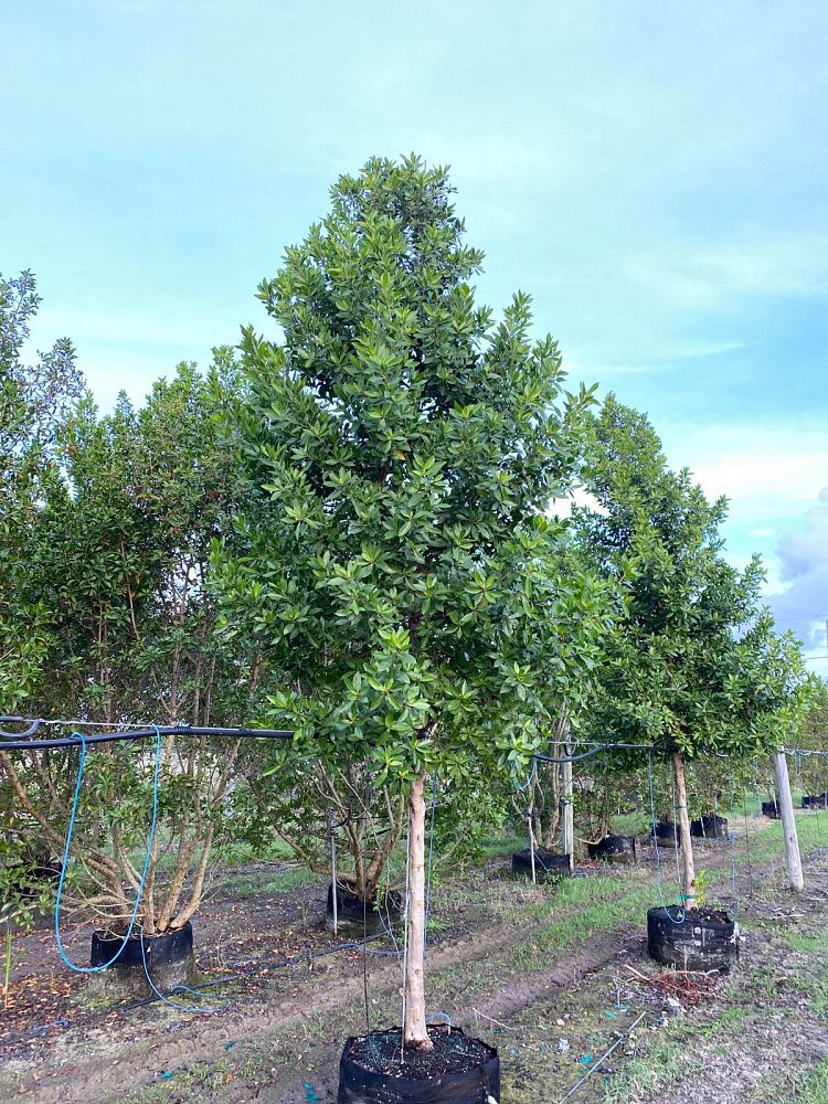 conocarpus-erectus-green-buttonwood