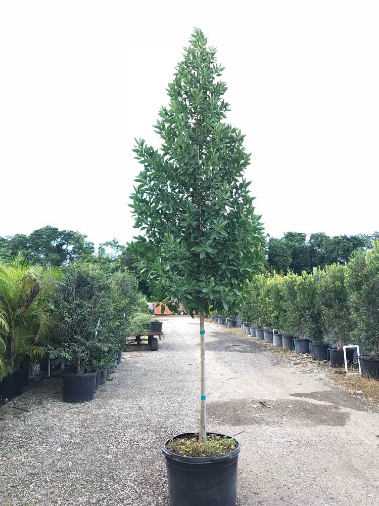 conocarpus-erectus-green-buttonwood