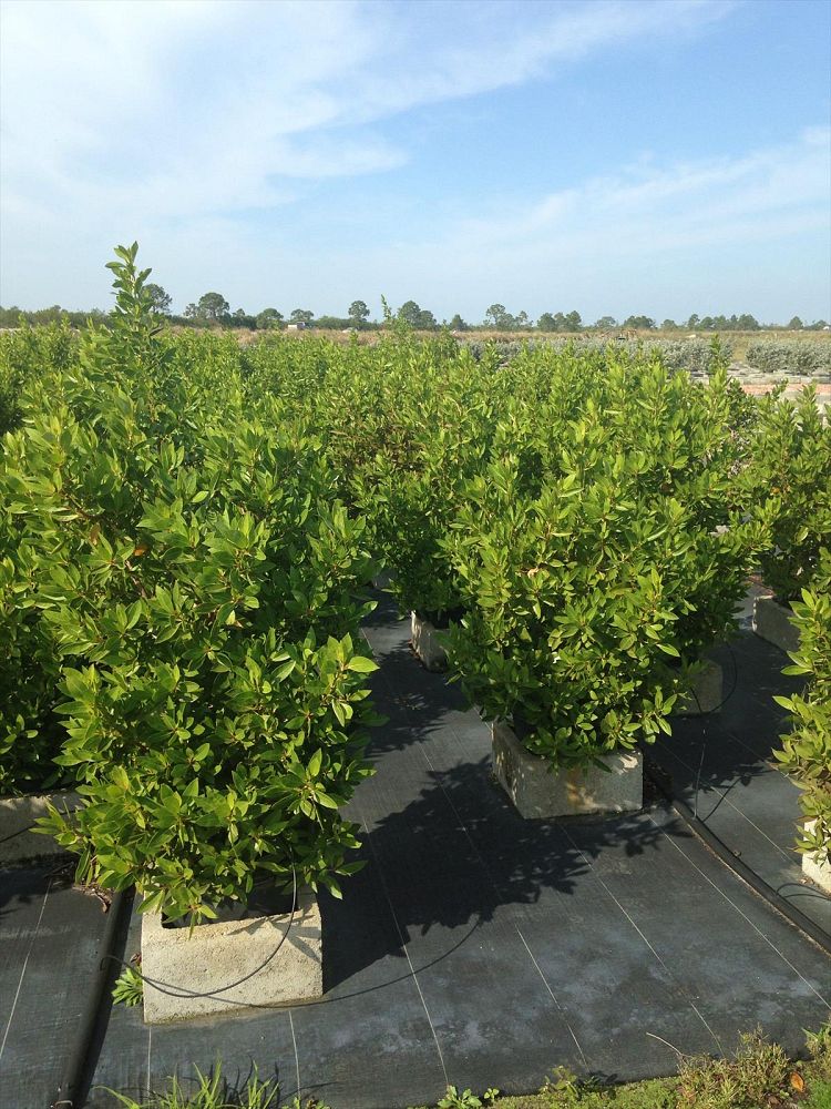 conocarpus-erectus-green-buttonwood