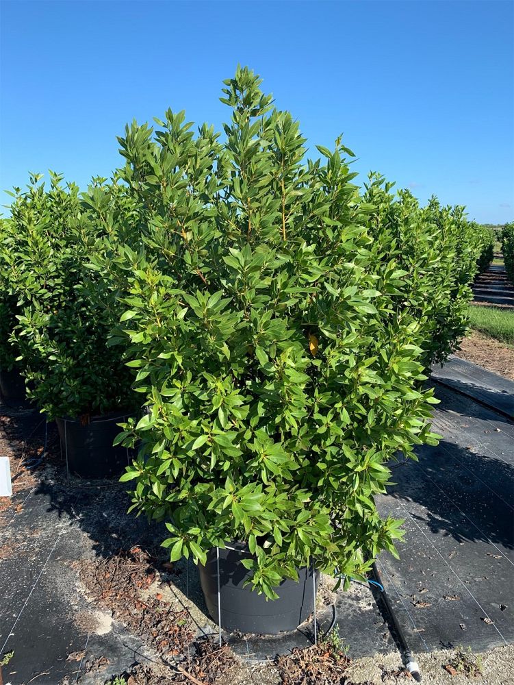 conocarpus-erectus-green-buttonwood