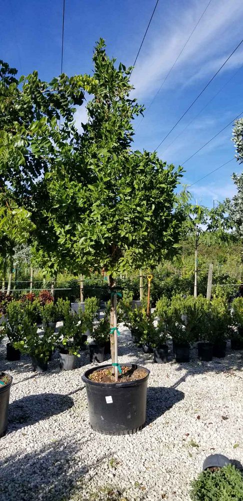 conocarpus-erectus-green-buttonwood