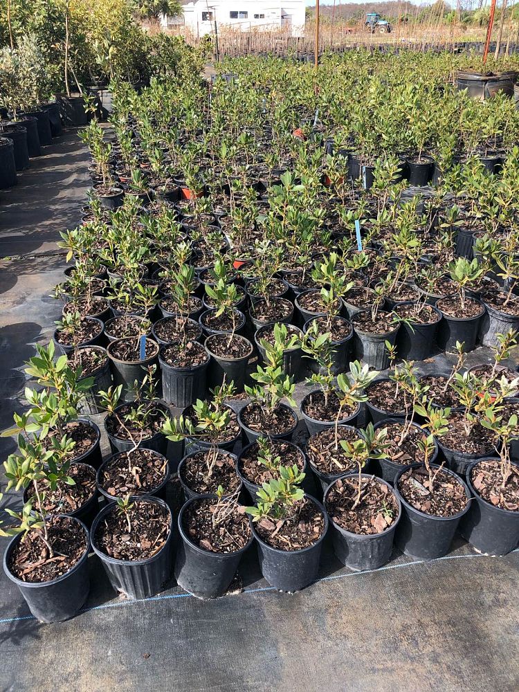 conocarpus-erectus-green-buttonwood
