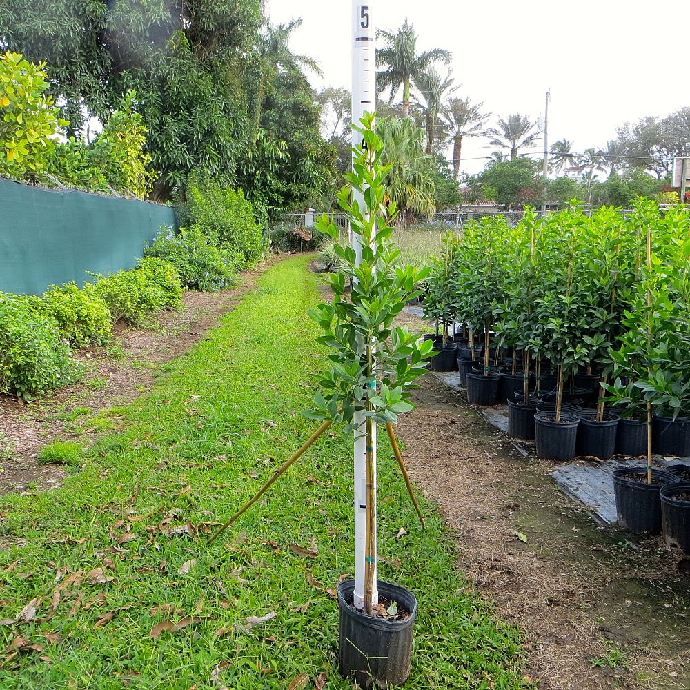 conocarpus-erectus-green-buttonwood
