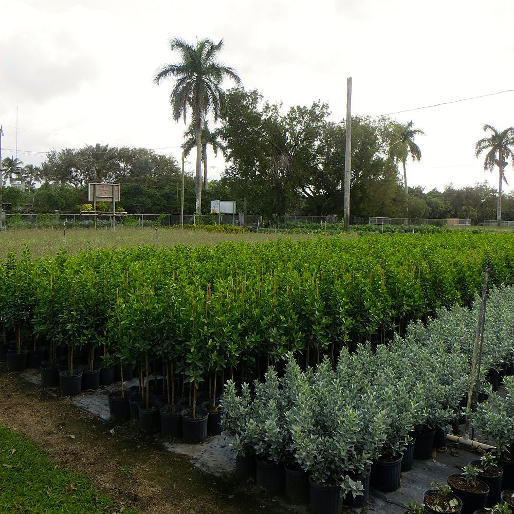 conocarpus-erectus-green-buttonwood