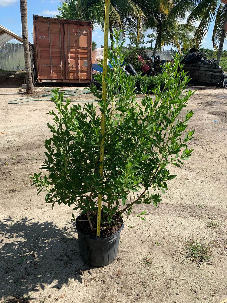 conocarpus-erectus-green-buttonwood