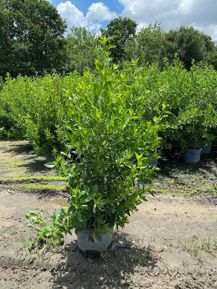 conocarpus-erectus-green-buttonwood