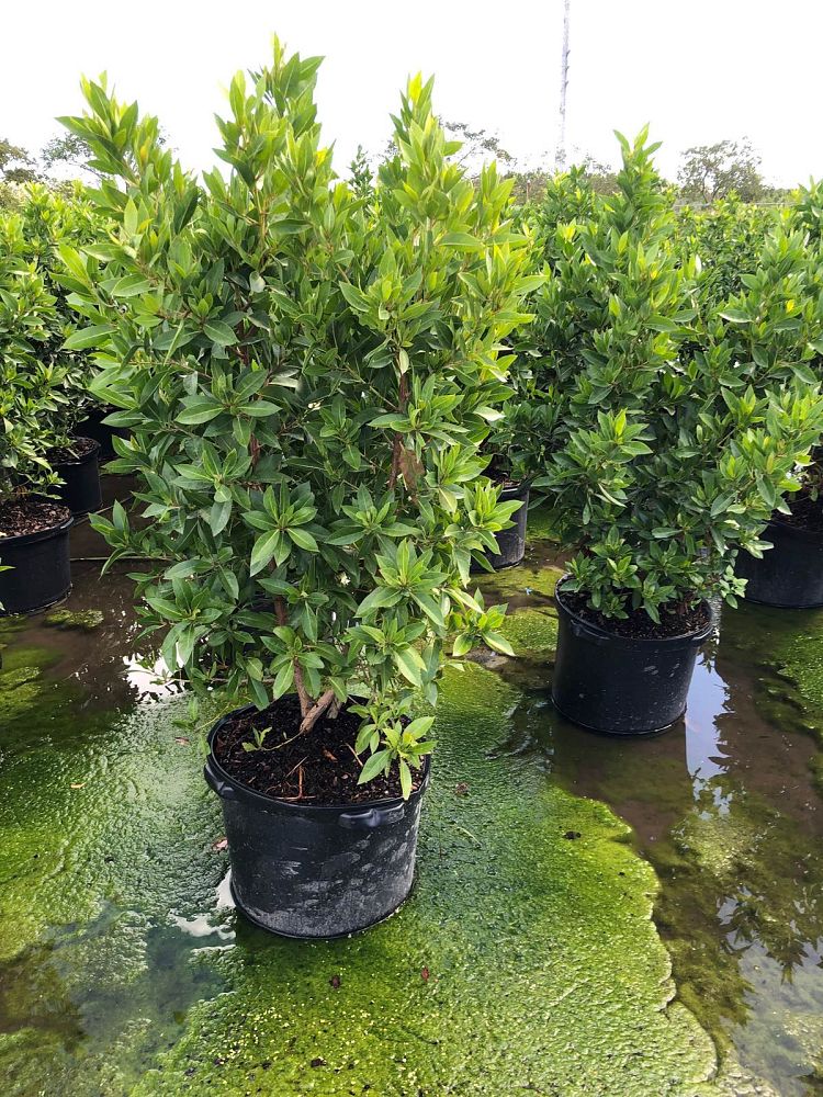 conocarpus-erectus-green-buttonwood