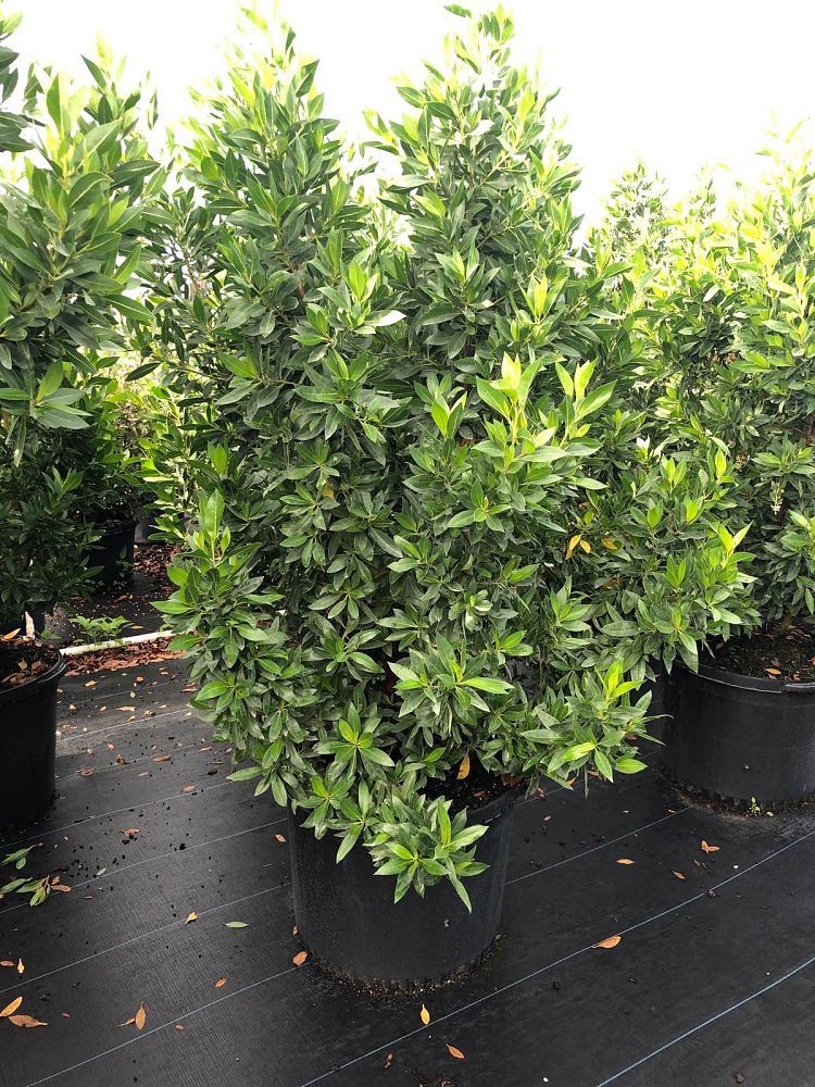 conocarpus-erectus-green-buttonwood
