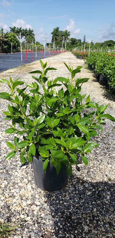 conocarpus-erectus-green-buttonwood