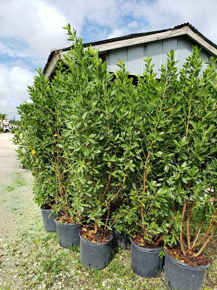 conocarpus-erectus-green-buttonwood