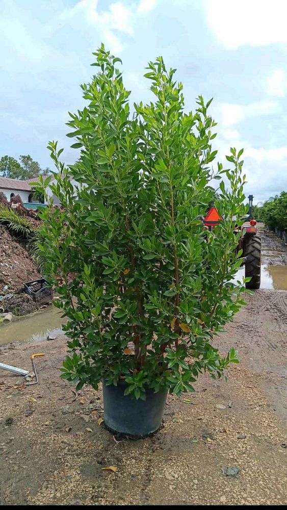 conocarpus-erectus-green-buttonwood