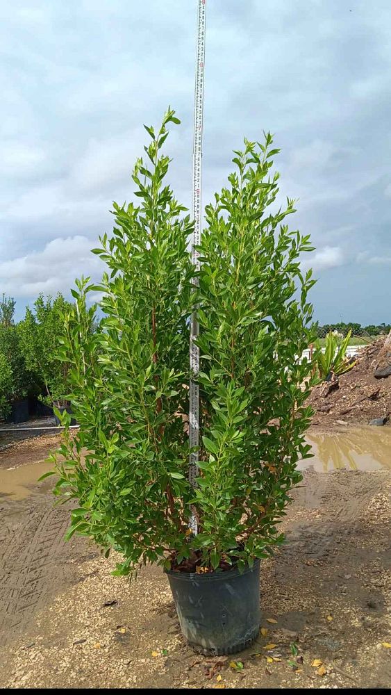 conocarpus-erectus-green-buttonwood
