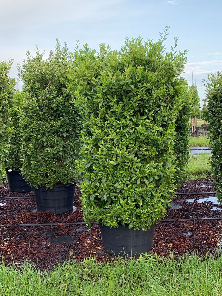 conocarpus-erectus-green-buttonwood
