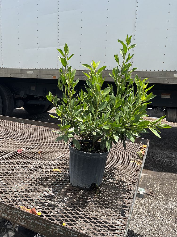 conocarpus-erectus-green-buttonwood