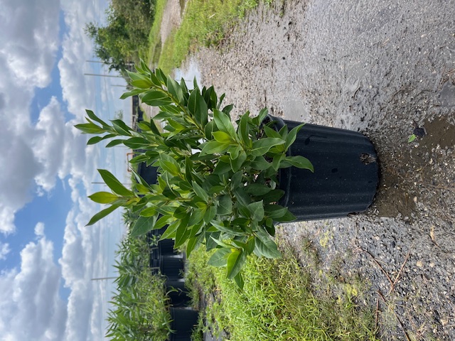 conocarpus-erectus-green-buttonwood