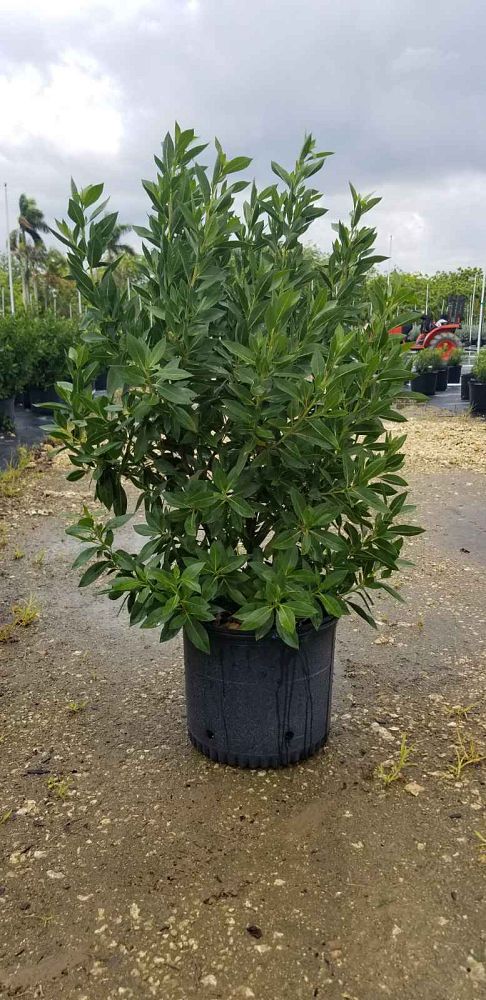conocarpus-erectus-green-buttonwood