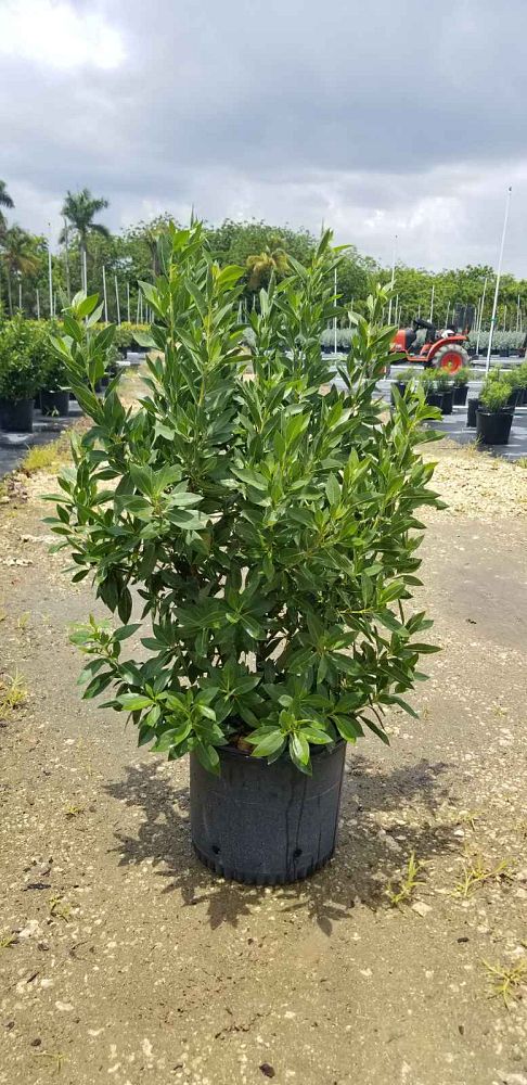 conocarpus-erectus-green-buttonwood