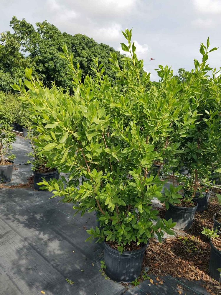 conocarpus-erectus-green-buttonwood