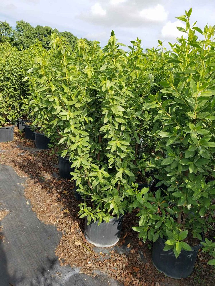 conocarpus-erectus-green-buttonwood
