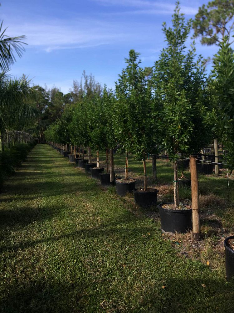 conocarpus-erectus-green-buttonwood