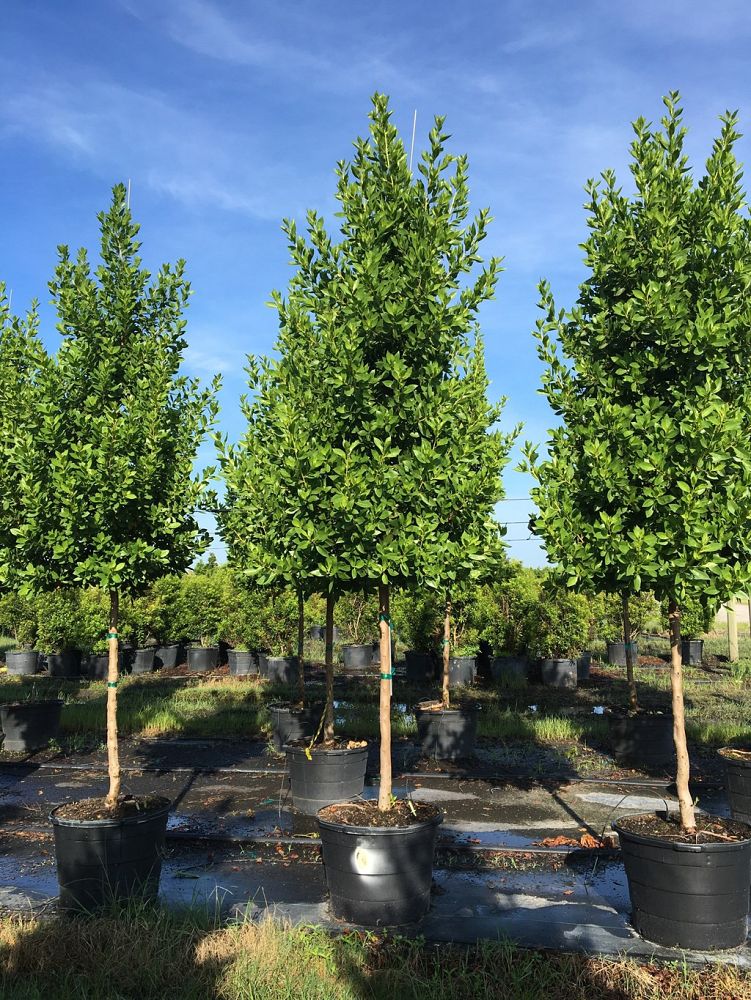 conocarpus-erectus-green-buttonwood