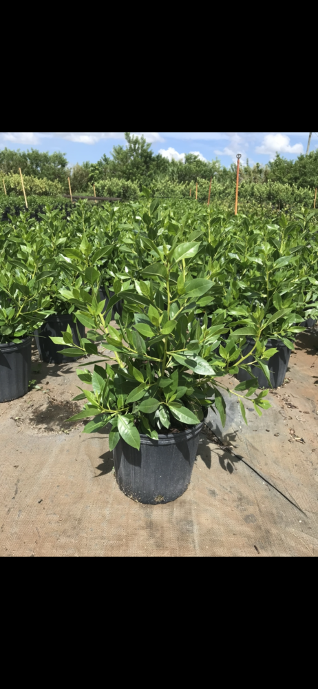 conocarpus-erectus-green-buttonwood