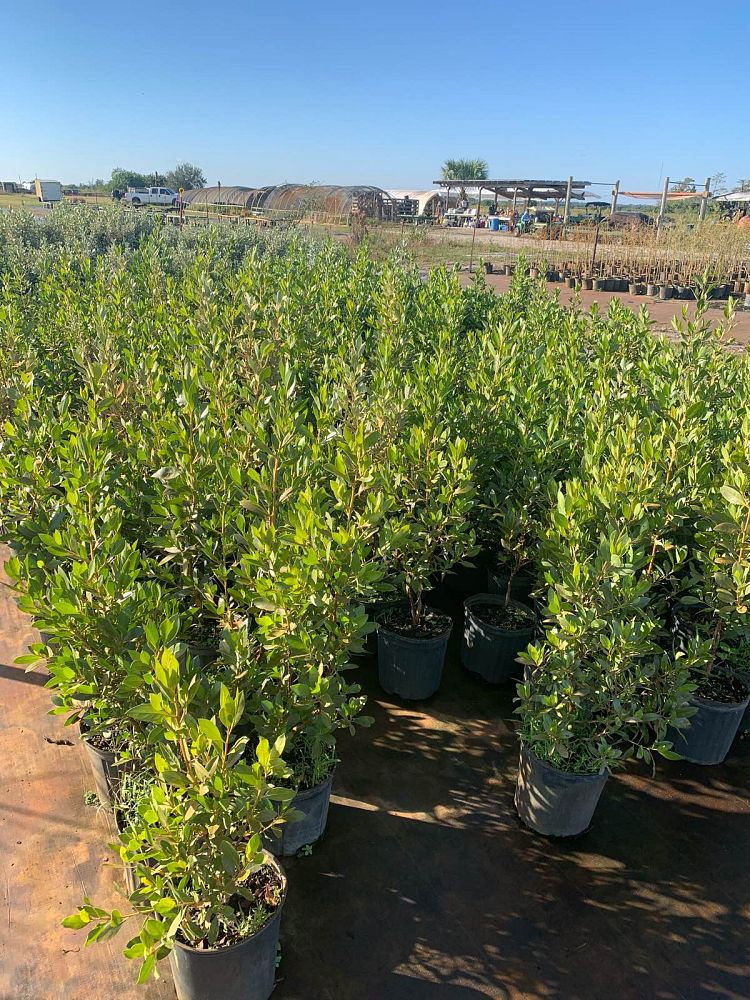 conocarpus-erectus-green-buttonwood