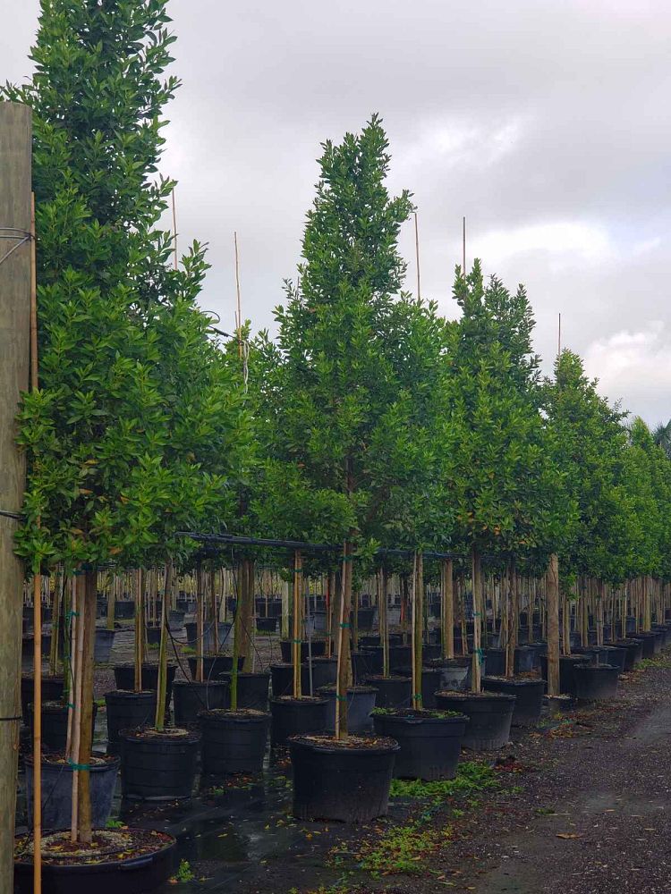 conocarpus-erectus-green-buttonwood