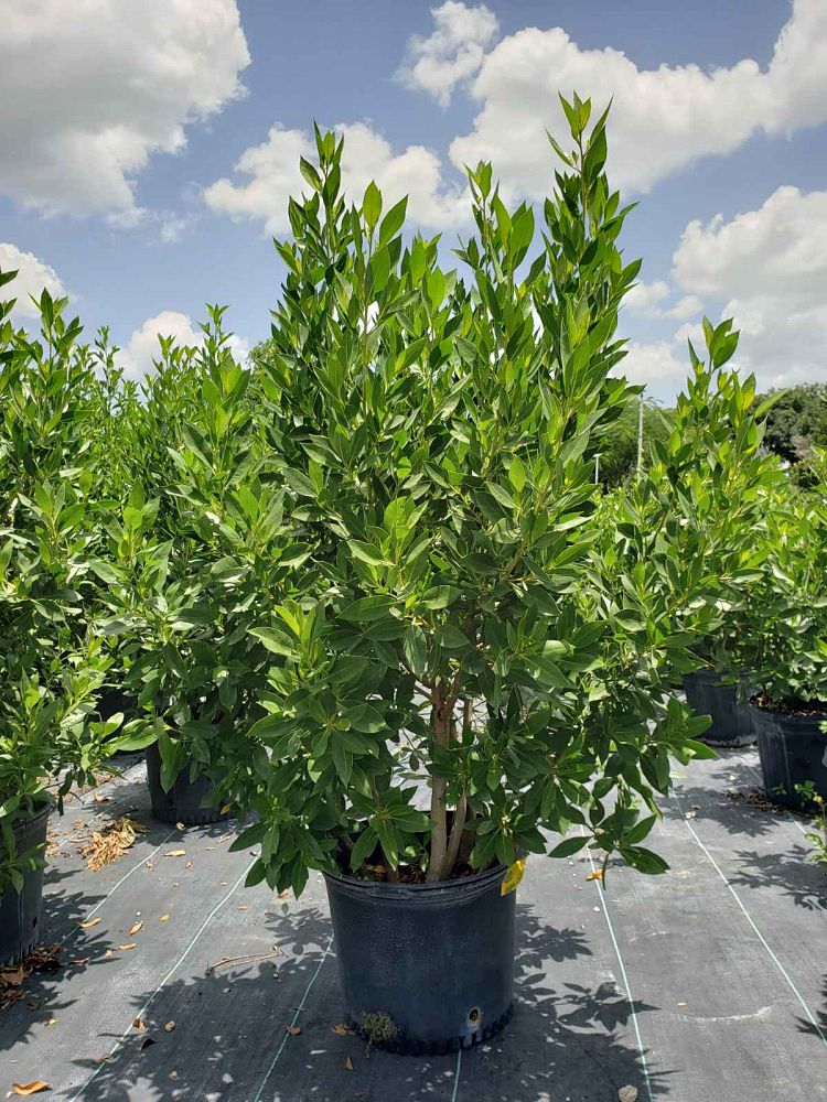 conocarpus-erectus-green-buttonwood