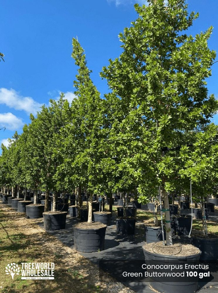 conocarpus-erectus-green-buttonwood