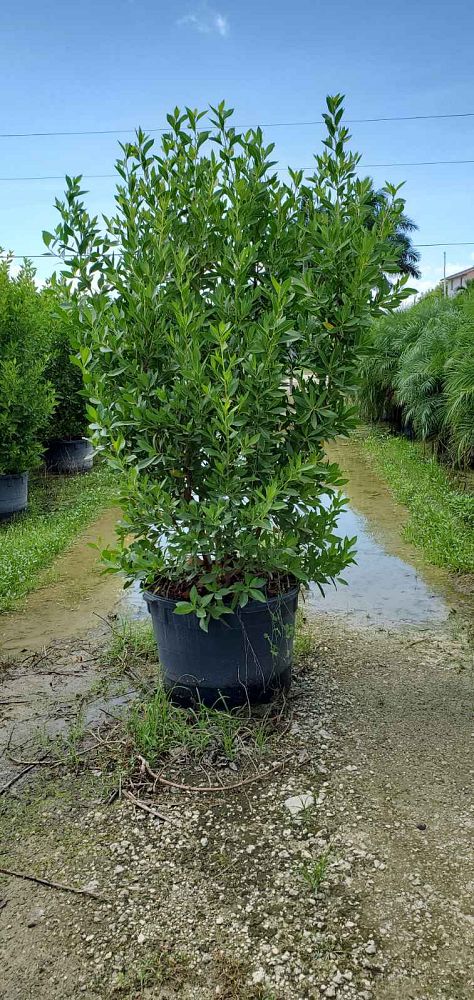 conocarpus-erectus-green-buttonwood