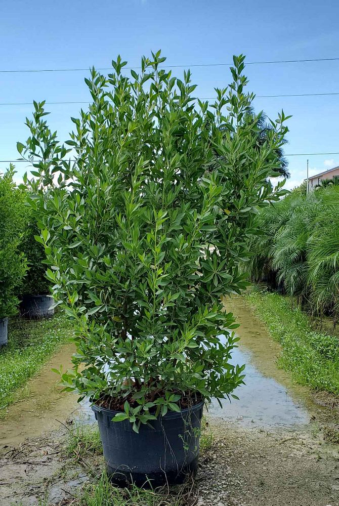 conocarpus-erectus-green-buttonwood