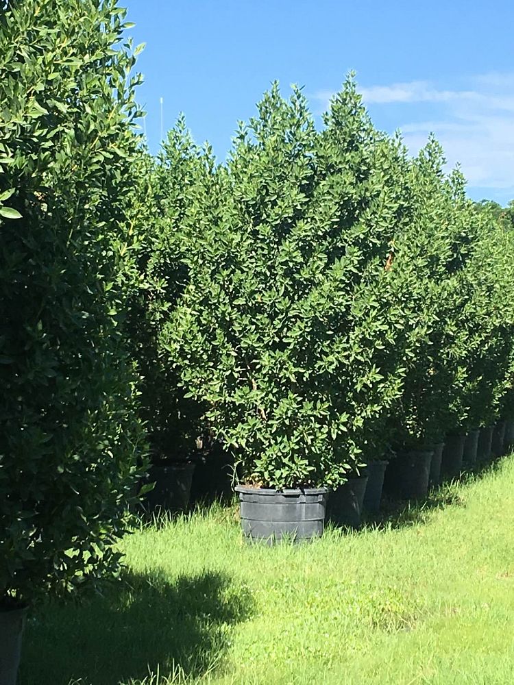 conocarpus-erectus-green-buttonwood