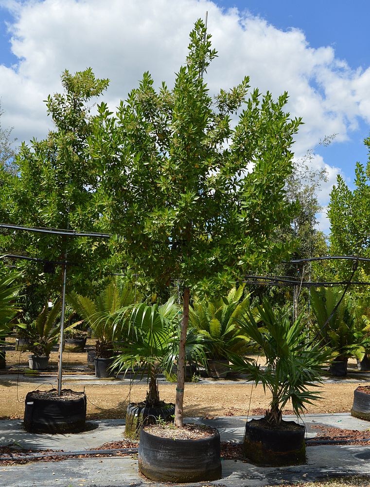 conocarpus-erectus-green-buttonwood