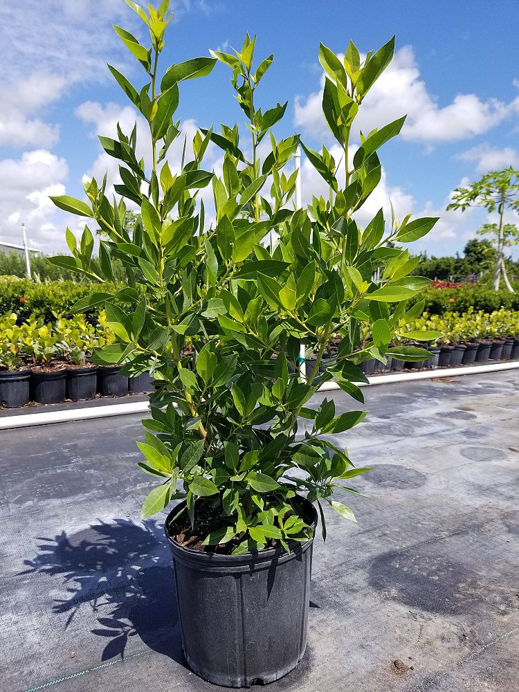 conocarpus-erectus-green-buttonwood