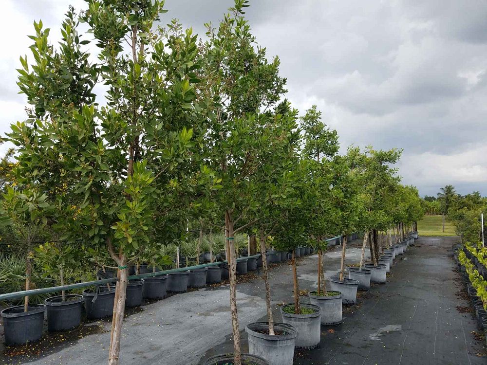 conocarpus-erectus-green-buttonwood