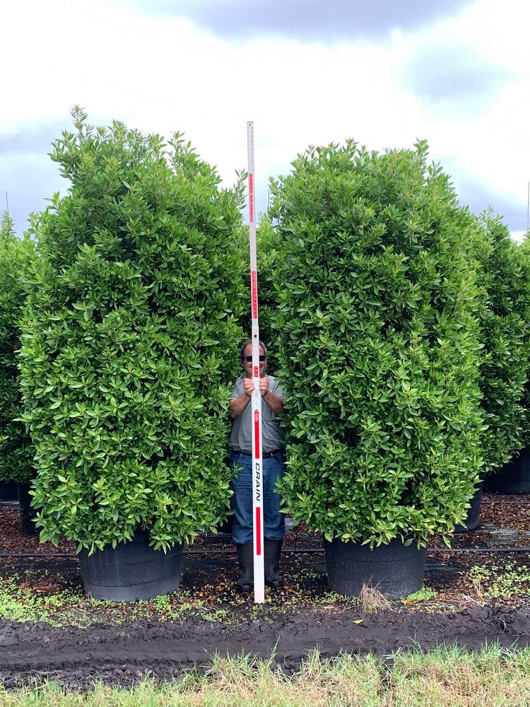 conocarpus-erectus-green-buttonwood