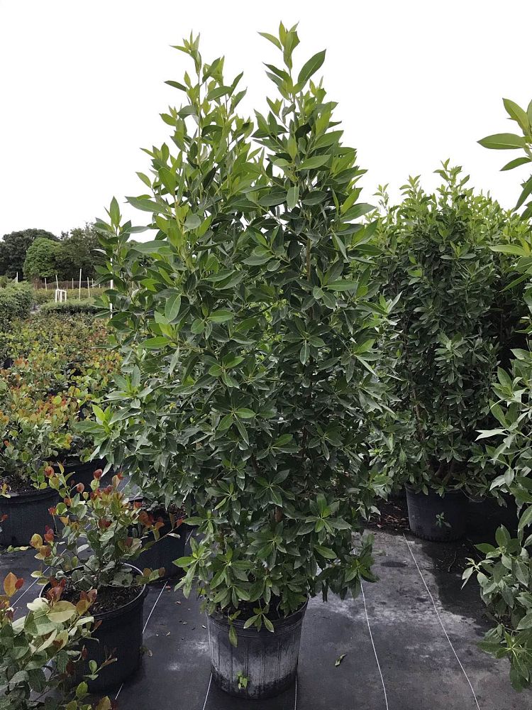 conocarpus-erectus-green-buttonwood