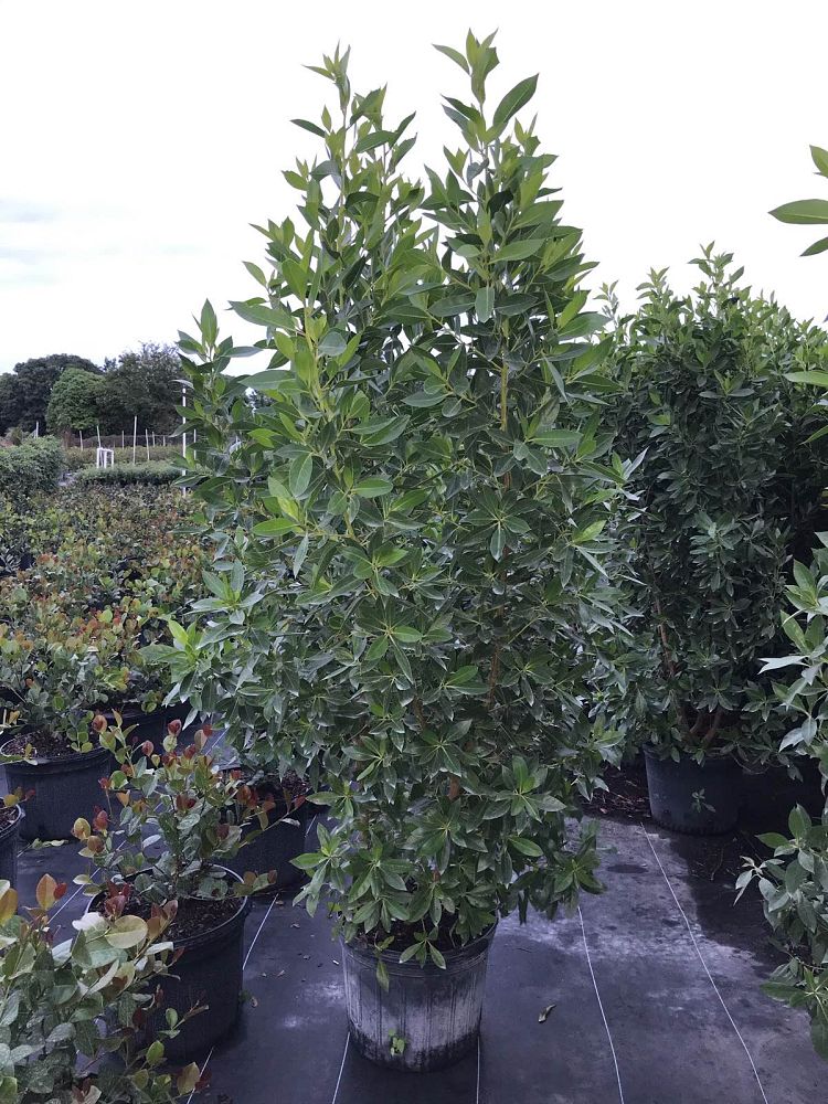 conocarpus-erectus-green-buttonwood