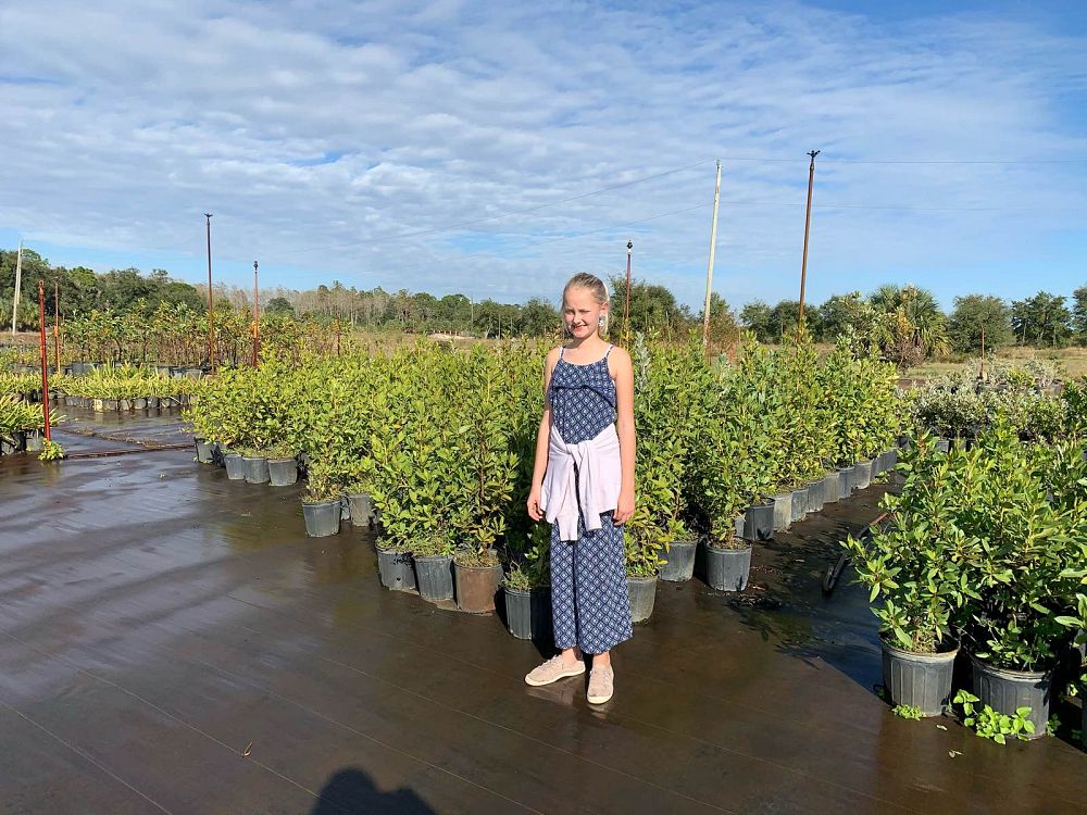 conocarpus-erectus-green-buttonwood