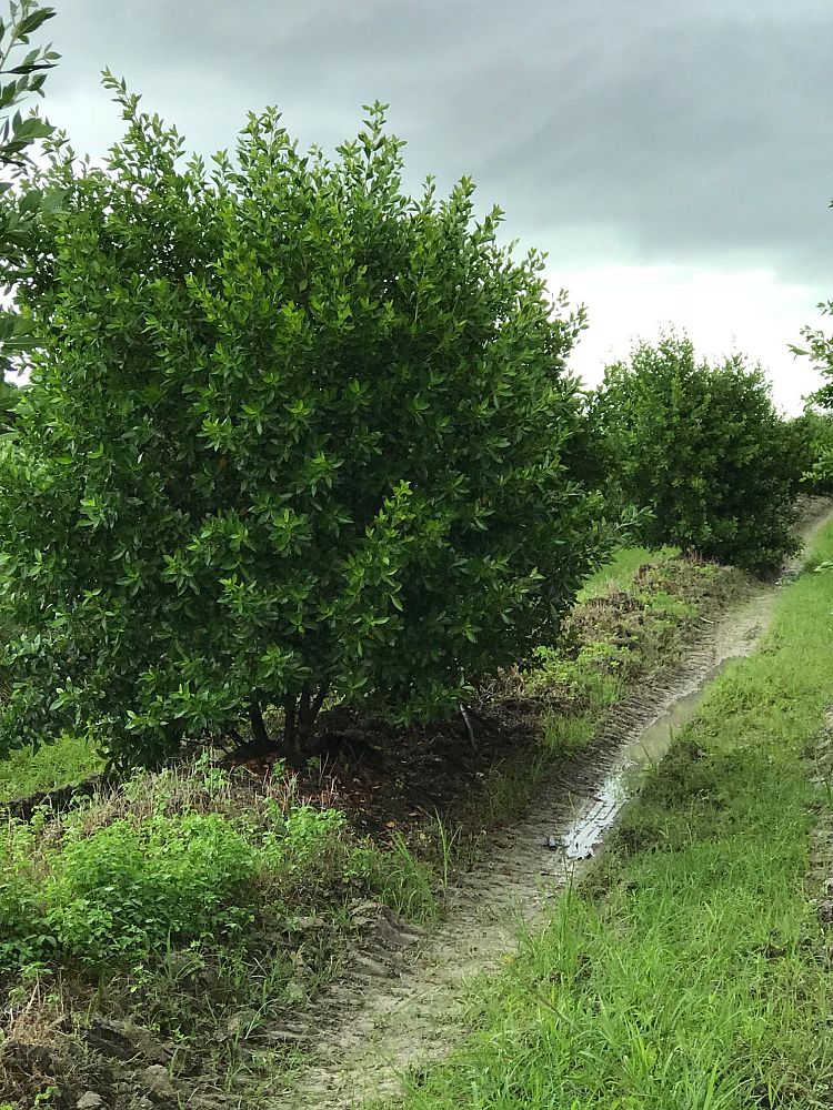 conocarpus-erectus-green-buttonwood