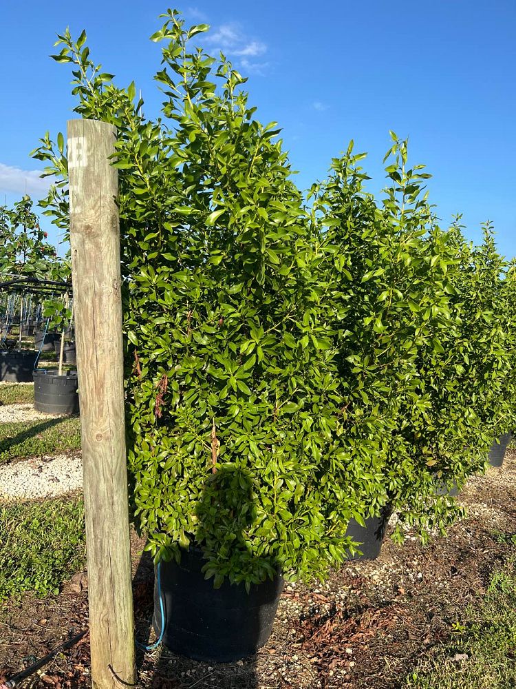 conocarpus-erectus-green-buttonwood