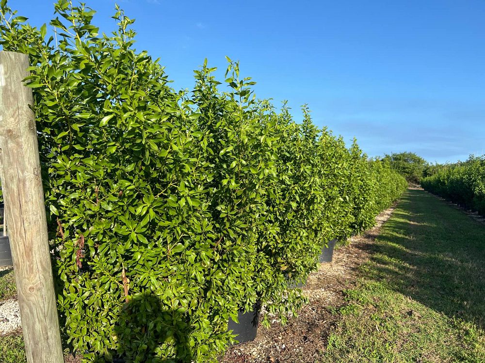 conocarpus-erectus-green-buttonwood