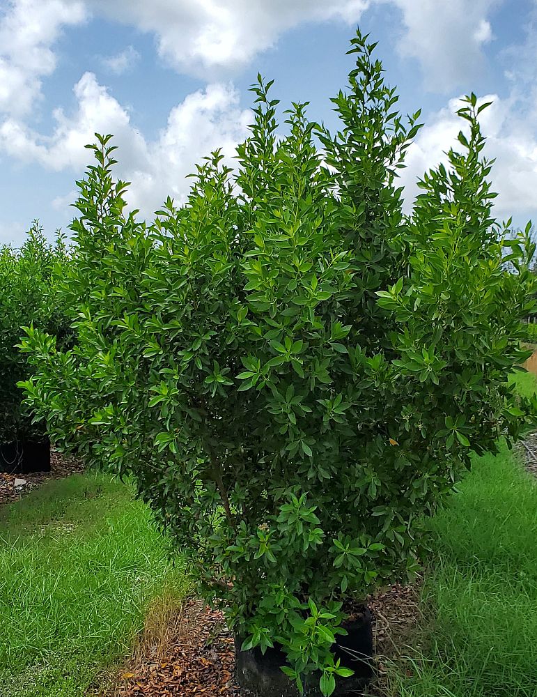 conocarpus-erectus-green-buttonwood