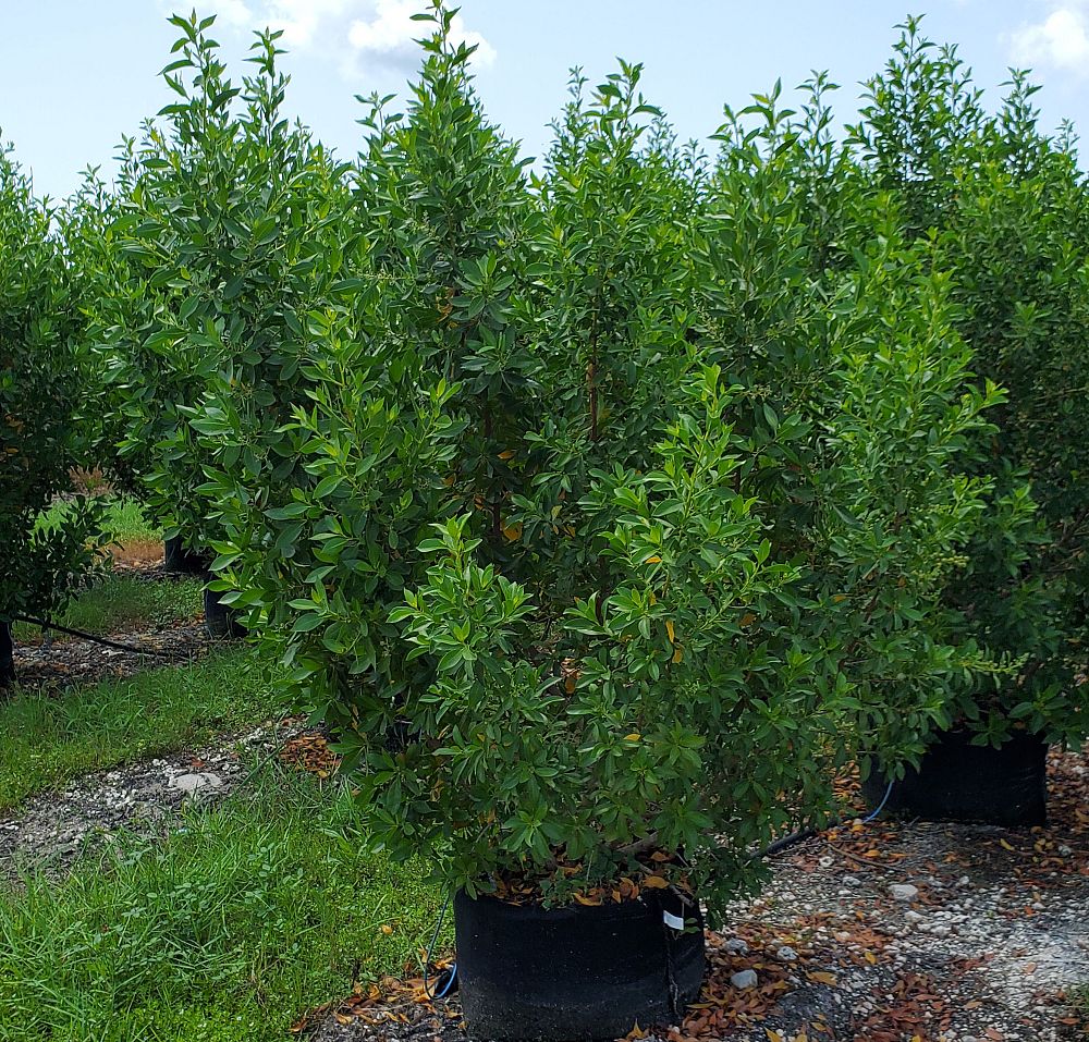 conocarpus-erectus-green-buttonwood