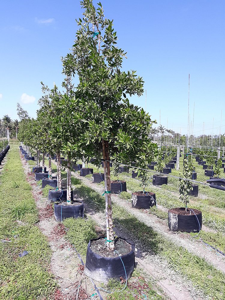 conocarpus-erectus-green-buttonwood